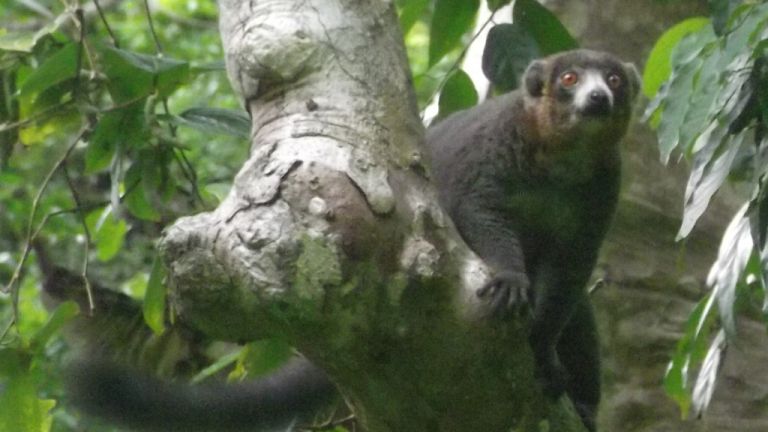 Tukánbűnözés: megszökött a francia majmok elől