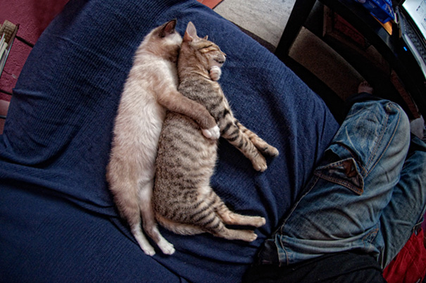 20 alvó macskás kép, aminél nehezebb lesz ma cukibbat találni - képek