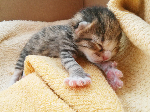 20 alvó macskás kép, aminél nehezebb lesz ma cukibbat találni - képek