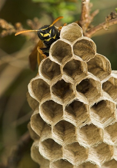 Mutatjuk, mit tegyen, ha allergiás a méhcsípésre, darázscsípésre Közös méhcsípés