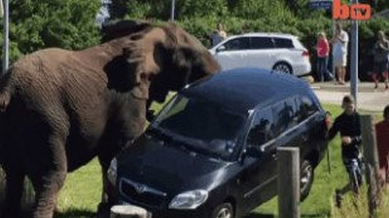 Autót zúzott a felbőszült elefánt