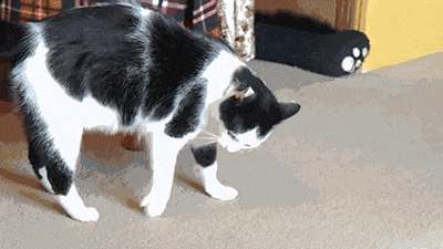 10 macskás gif, amelyek feldobják a napodat