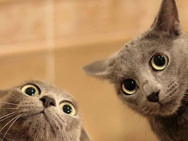 14 macska, akikkel rendesen elbánt a fényképezőgép - vicces képek