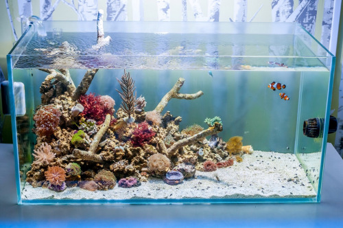 27 hihetetlen akvárium, amit neked is látnod kell! - képek