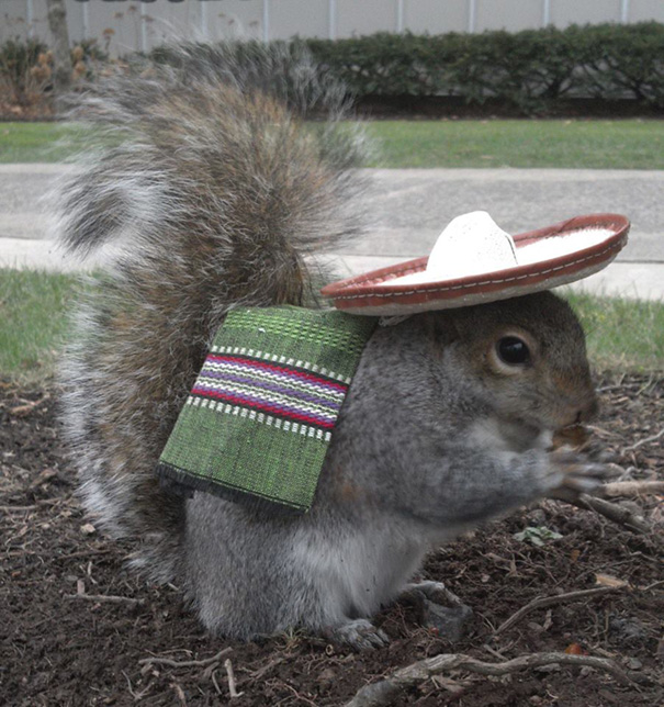 A nap legcukibb fotósorozata: mókus tündéri ruhákban