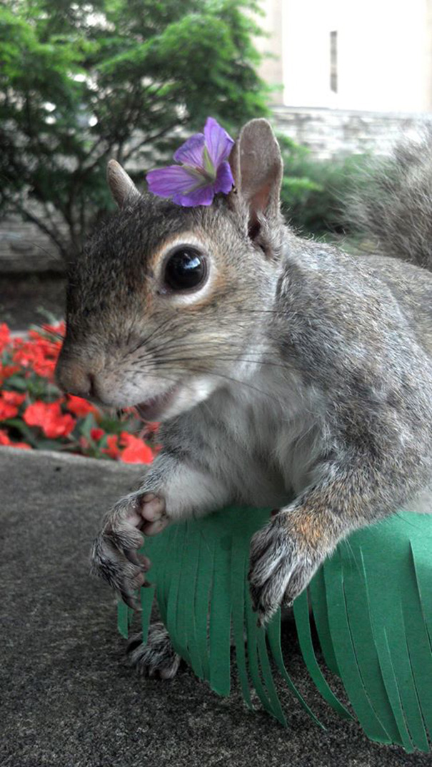 A nap legcukibb fotósorozata: mókus tündéri ruhákban