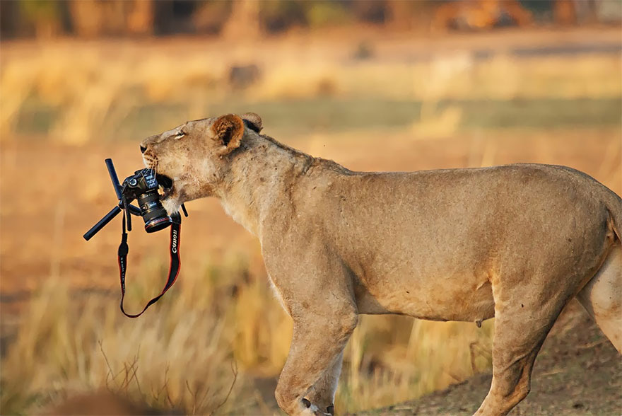 21 állat, akik fotósok szeretnének lenni - tündéri képek