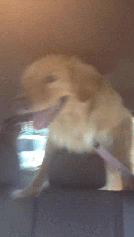 27 kutyus, akik tudják, hogy állatorvoshoz viszik őket - vicces képek
