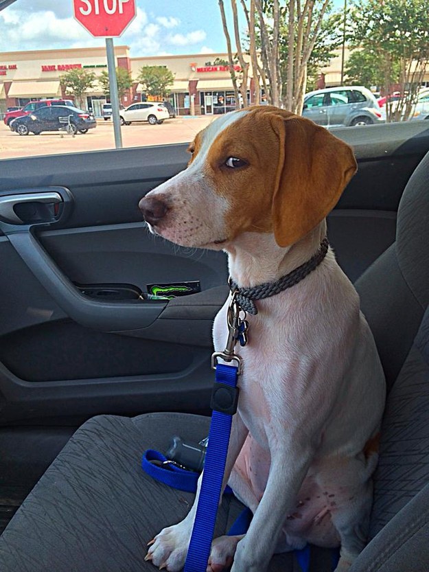 27 kutyus, akik tudják, hogy állatorvoshoz viszik őket - vicces képek