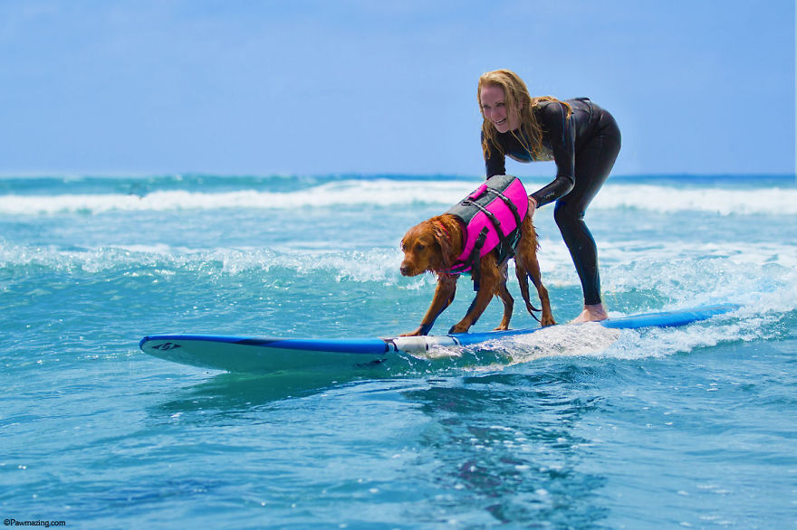 Segítségre szorulókkal szörfözik a világ legjobb fej kutyája