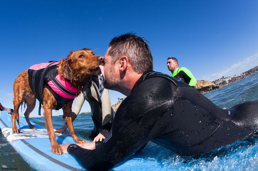 Segítségre szorulókkal szörfözik a világ legjobb fej kutyája