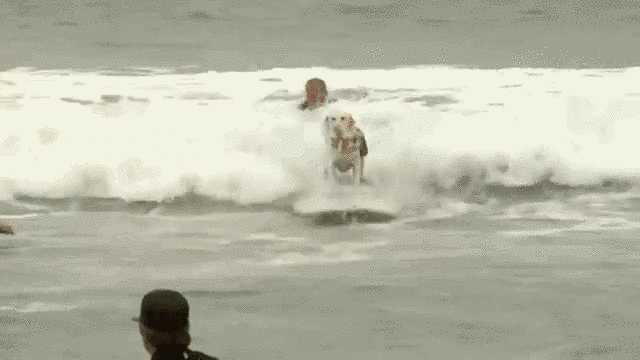 Szörföző kutyák, akik megcsinálják a napodat - videó