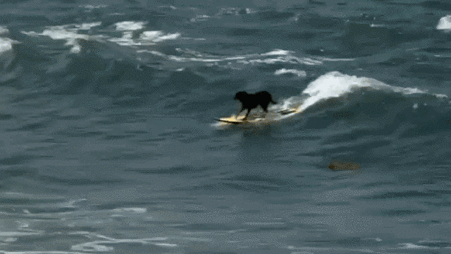 Szörföző kutyák, akik megcsinálják a napodat - videó