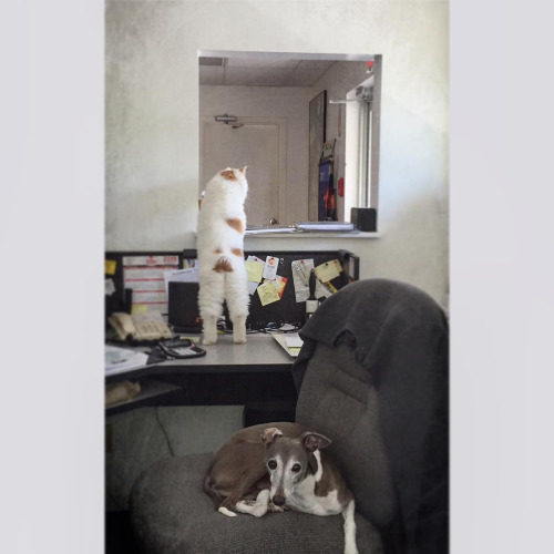 18 ok, hogy miért kell minden irodába egy macska