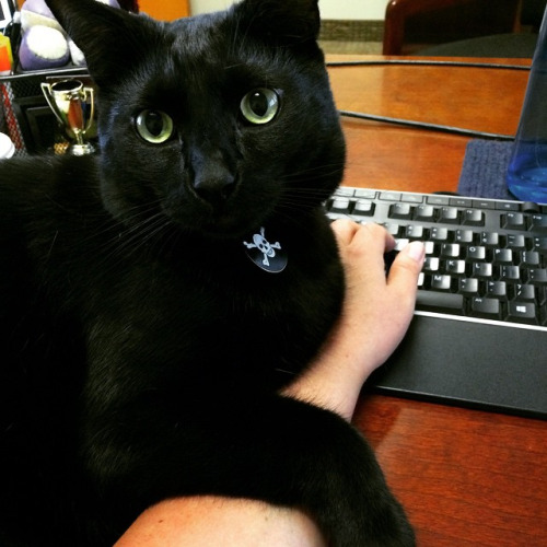 18 ok, hogy miért kell minden irodába egy macska