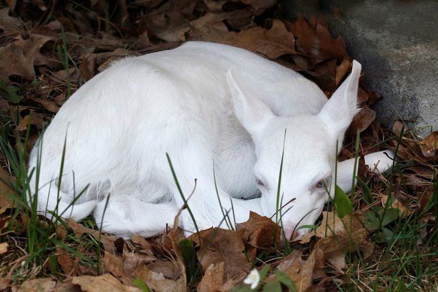29 lélegzetelállítóan szép albínó állat