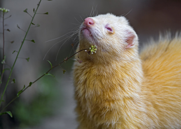 29 lélegzetelállítóan szép albínó állat