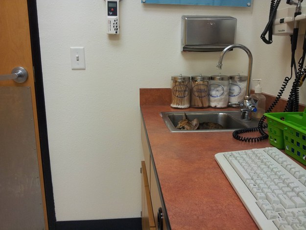 15 macska, akik azt hiszik elbújhatnak az állatorvosnál - vicces képek