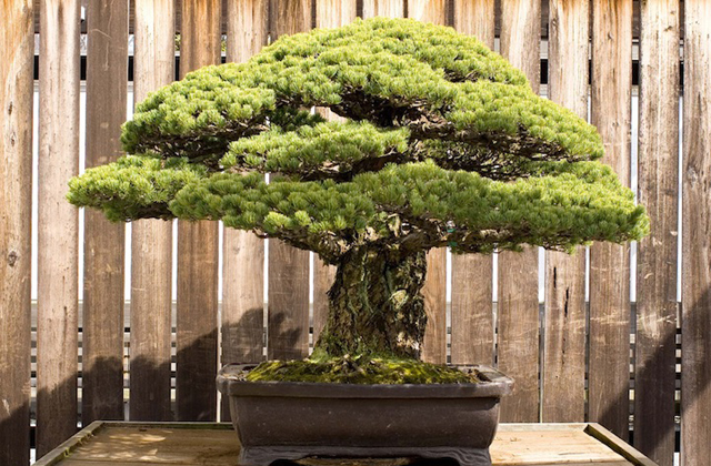 A hirosimai atomtámadást is túlélte a 388 éves bonsai - fotó