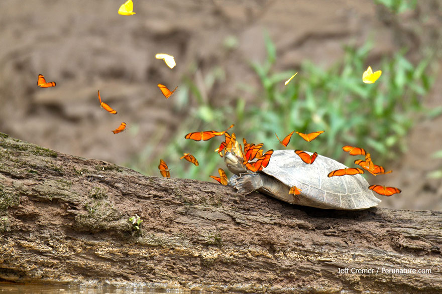 Pillangók, akik más állatok könnyeivel táplálkoznak - különleges képek