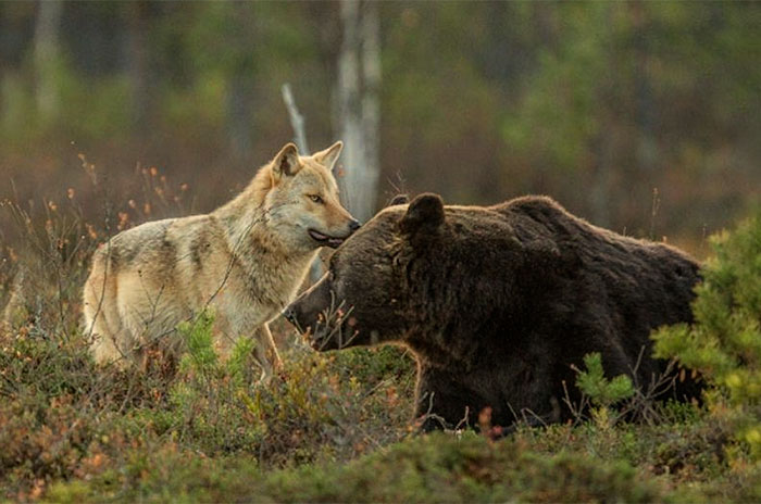 Bámulatos képek egy farkas és medve szokatlan barátságáról