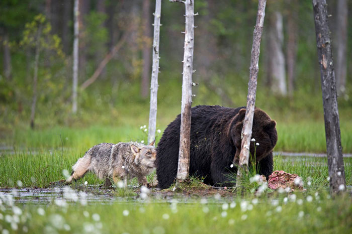 Bámulatos képek egy farkas és medve szokatlan barátságáról