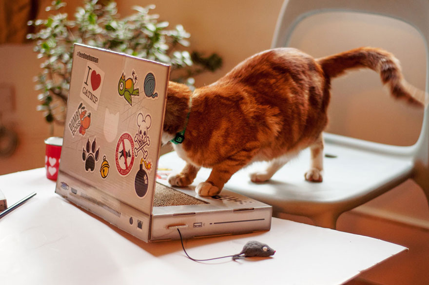 Itt az első macska laptop!