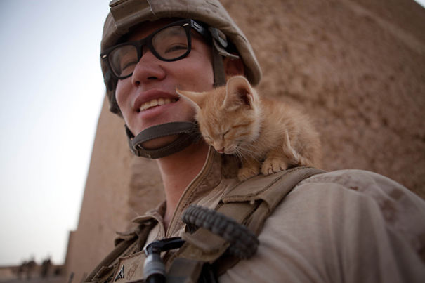 15 megható kép olyan katonákról, akik macskákat mentettek meg a háborúban
