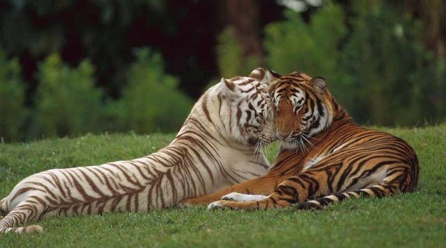 Egymást szeretgető állatok - végtelenül cuki fotók