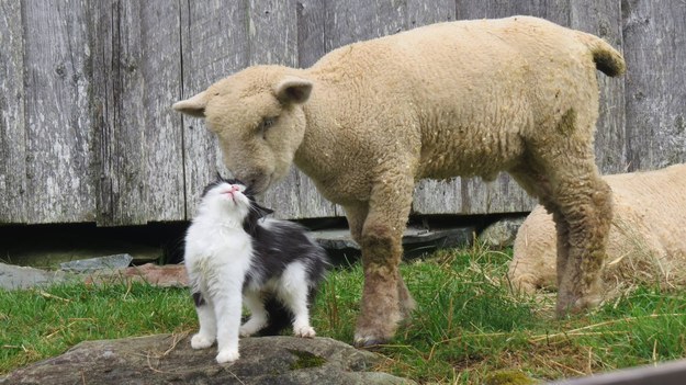 Egymást szeretgető állatok - végtelenül cuki fotók
