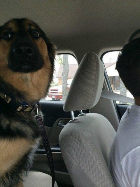 Így néznek a kutyák, ha rájönnek, hogy állatorvoshoz viszed őket