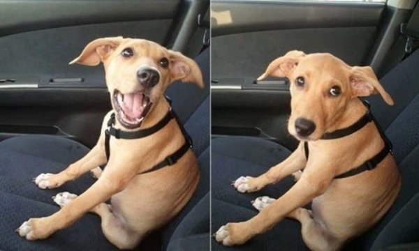 Így néznek a kutyák, ha rájönnek, hogy állatorvoshoz viszed őket