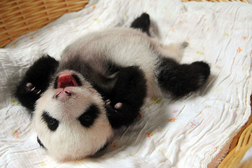 Bemutatták a világnak a pandabébiket - képek