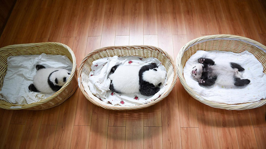 Bemutatták a világnak a pandabébiket - képek
