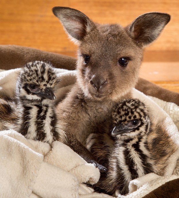 Végtelenül cuki fotók egy kenguru bébi és két emu csibe barátságáról