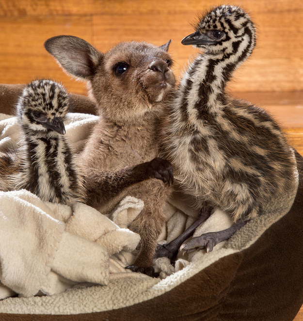 Végtelenül cuki fotók egy kenguru bébi és két emu csibe barátságáról