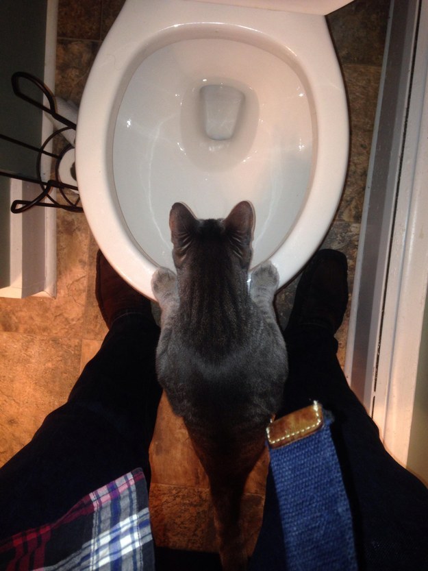 23 macska, aki nem engedi a gazdáját a mosdóba menni - vicces képek