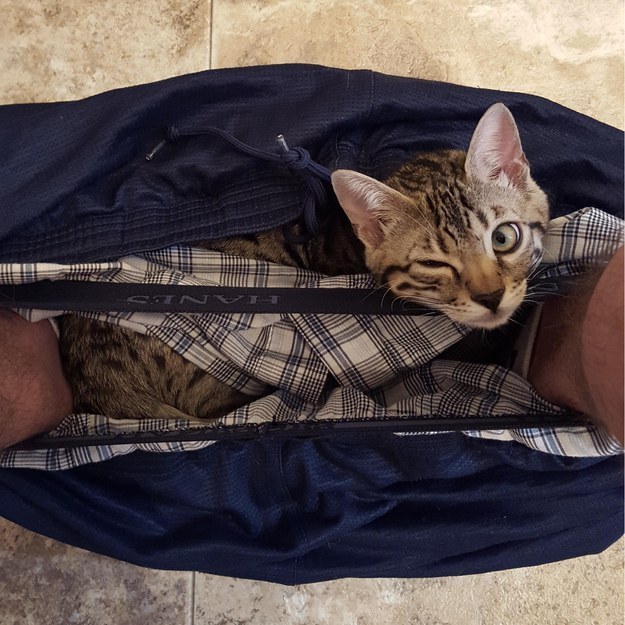23 macska, aki nem engedi a gazdáját a mosdóba menni - vicces képek