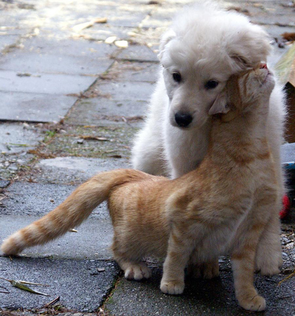 15 cuki kép, ami bebizonyítja, hogy a kutyák és a macskák igenis szeretik egymást