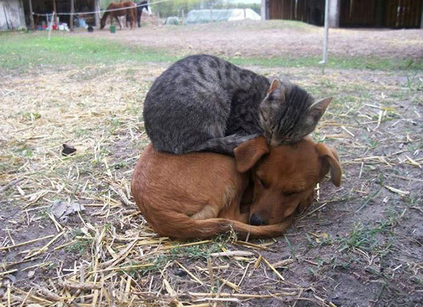 15 cuki kép, ami bebizonyítja, hogy a kutyák és a macskák igenis szeretik egymást