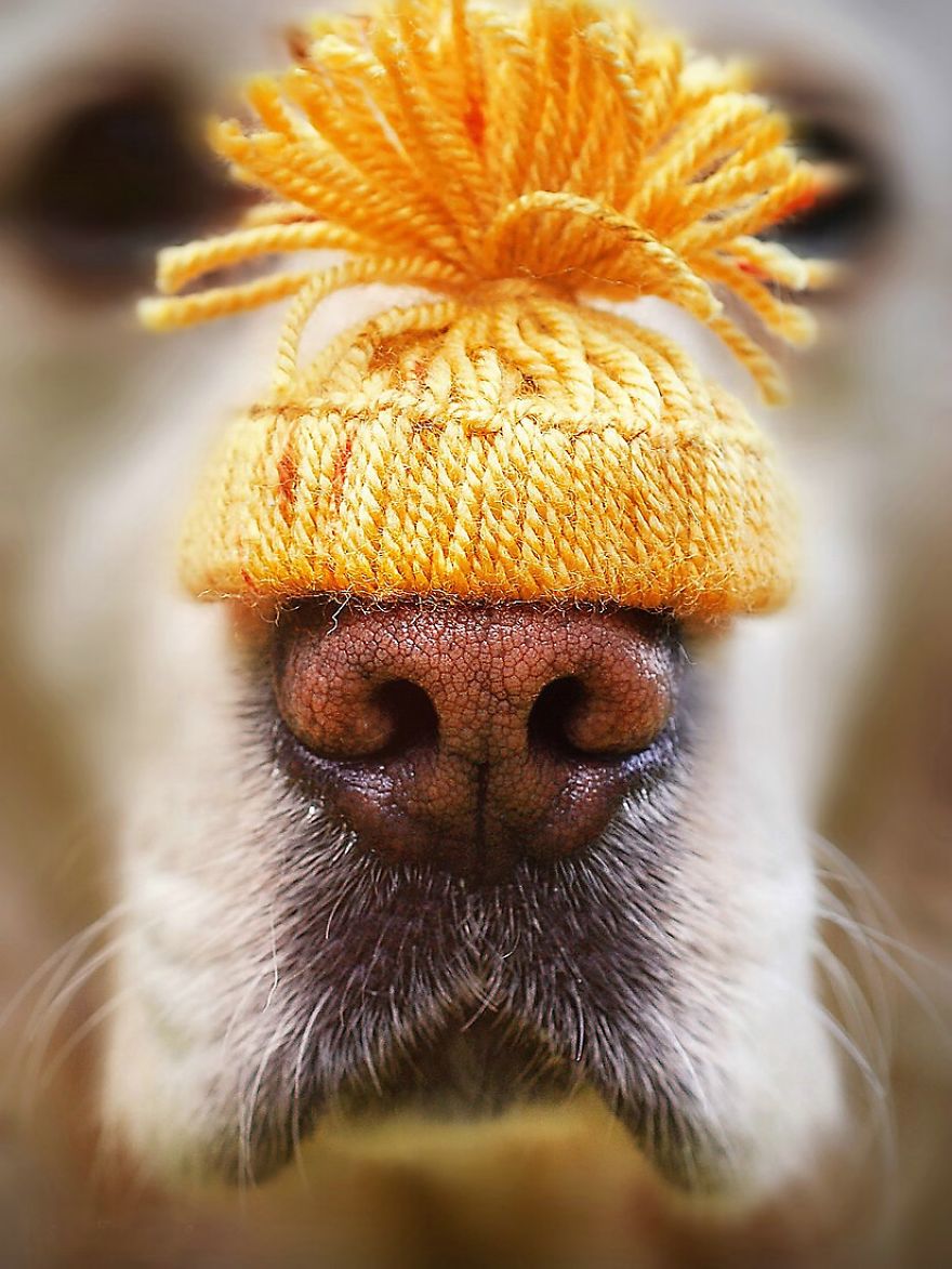 Bámulatos képeket készít kutyája orráról egy amatőr fotós