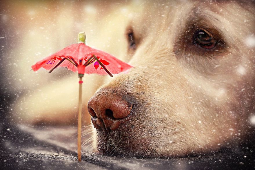 Bámulatos képeket készít kutyája orráról egy amatőr fotós