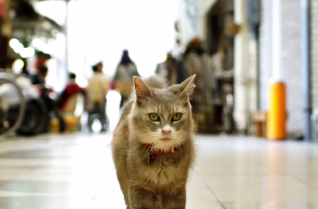 Egy macska szemszögéből barangolhatod be Hirosimát