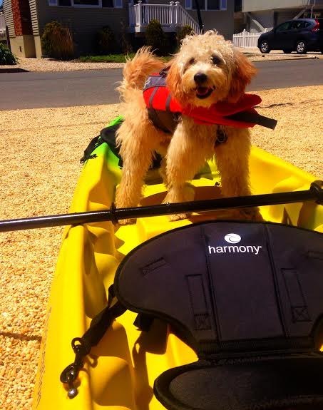 19 kutyus, aki nem akarja, hogy véget érjen a nyár - tündéri képek