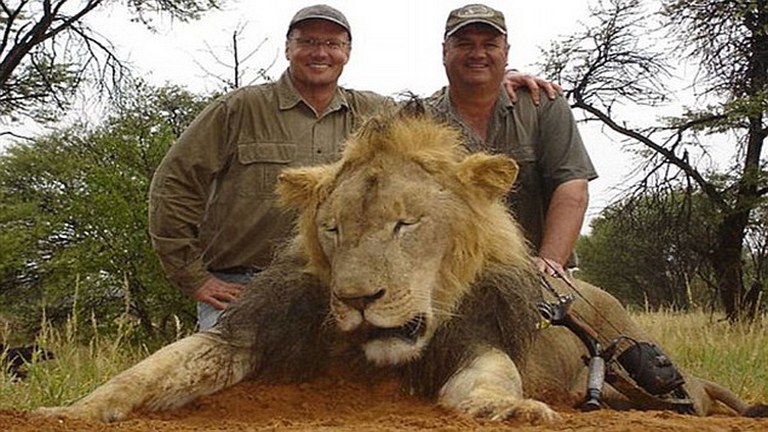 Cecil az oroszlán gyilkosa újra munkába áll