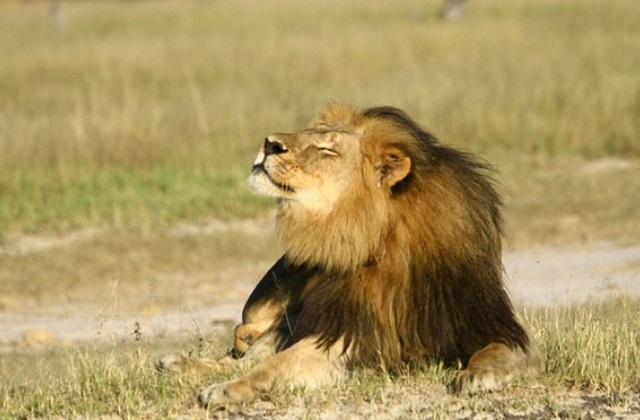 Cecil az oroszlán gyilkosa újra munkába áll