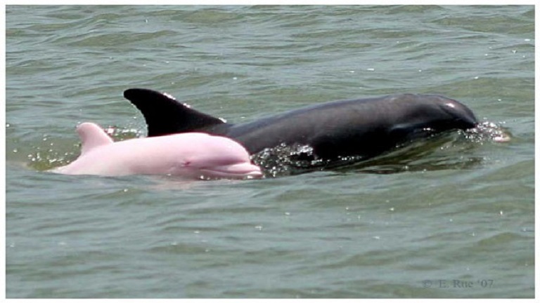 Mesebeli rózsaszín delfin bukkant fel