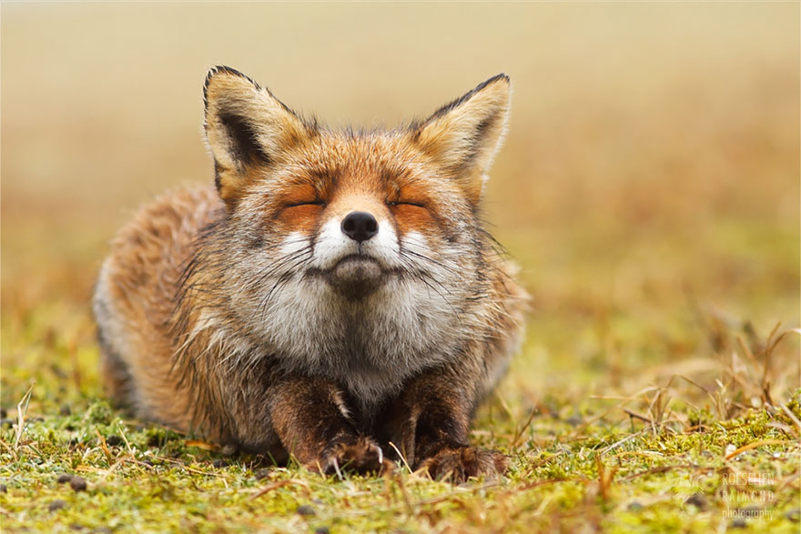 Irigylésre méltó a tündéri rókák zen-nyugalma - fotók
