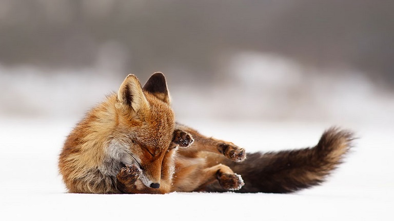 Irigylésre méltó a tündéri rókák zen-nyugalma - fotók