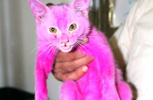 Megmentették a rózsaszínre festett macskát